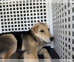 Small Chinese Shar-Pei Mix