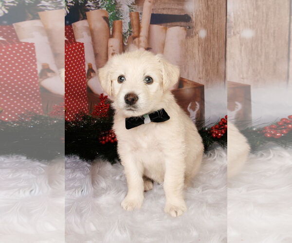 Medium Photo #3 Great Pyrenees-Unknown Mix Puppy For Sale in McKinney, TX, USA