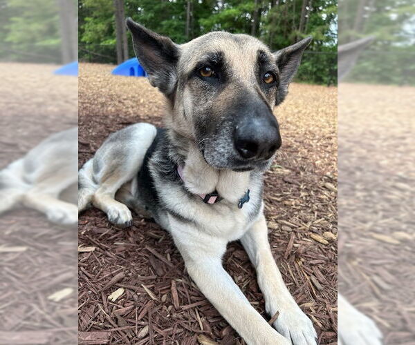 Medium Photo #2 German Shepherd Dog Puppy For Sale in New Hill, NC, USA