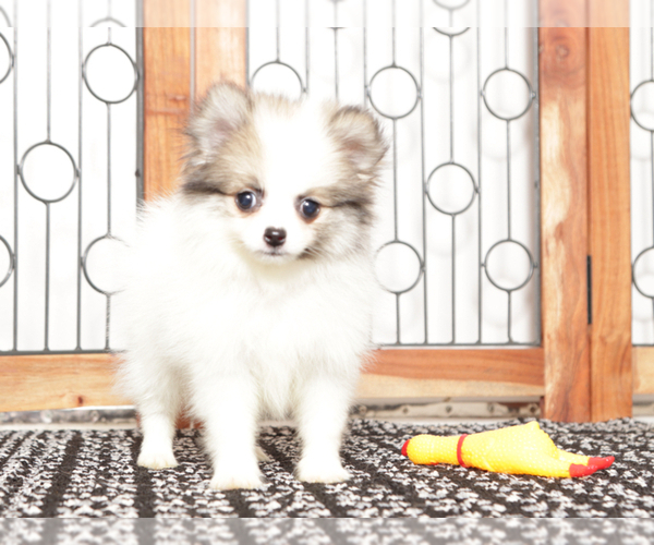 Medium Photo #2 Pomeranian Puppy For Sale in NAPLES, FL, USA