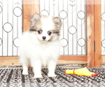 Small #1 Pomeranian