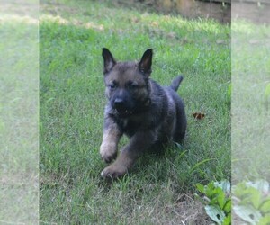 Medium German Shepherd Dog