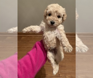 Poodle (Toy) Puppy for sale in LOOGOOTEE, IN, USA
