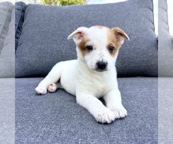 Medium Photo #3 Australian Cattle Dog Puppy For Sale in GREENFIELD, IN, USA