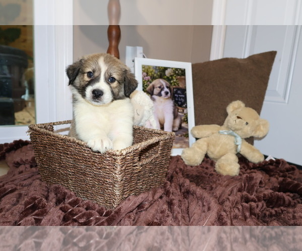 Medium Photo #8 Aussie Pyrenees Puppy For Sale in LEXINGTON, SC, USA