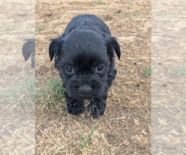 Medium Photo #4 YorkiePoo Puppy For Sale in GOLDEN, CO, USA