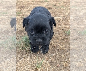 Medium YorkiePoo