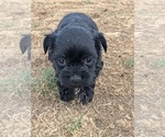 Puppy Cheerleader YorkiePoo