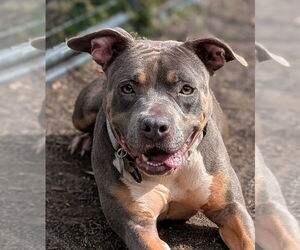 American Pit Bull Terrier Dogs for adoption in Hillsboro, NH, USA