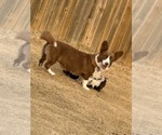 Small Photo #1 American Corgi Puppy For Sale in FORT HOOD, TX, USA