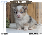 Puppy Falcon Pembroke Welsh Corgi