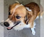 Small #1 Anatolian Shepherd-Pembroke Welsh Corgi Mix
