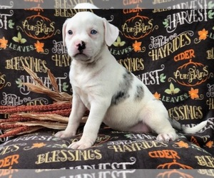 American Staffordshire Terrier-Catahoula Leopard Dog Mix Puppy for sale in LAKELAND, FL, USA