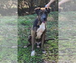 Small #2 Catahoula Leopard Dog Mix