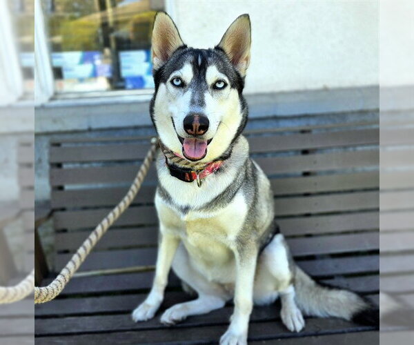 Medium Photo #1 Siberian Husky Puppy For Sale in Long Beach, CA, USA