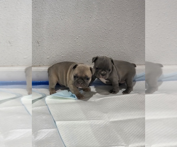 Medium Photo #8 French Bulldog Puppy For Sale in BLANCA, CO, USA