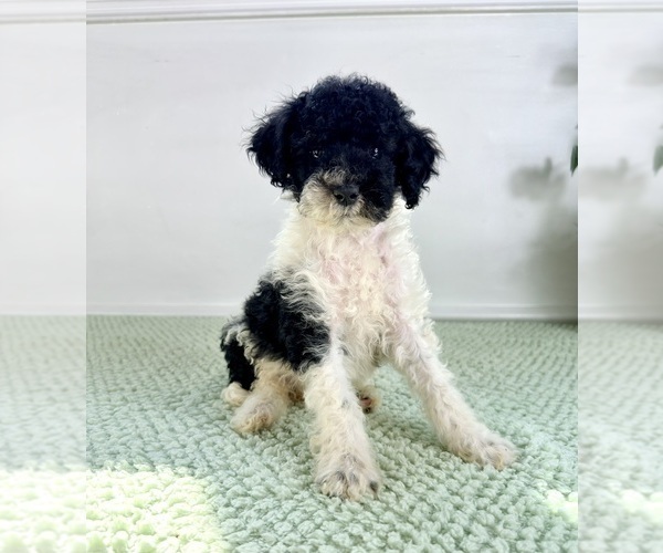 Medium Photo #3 Bernedoodle (Miniature) Puppy For Sale in GREENFIELD, IN, USA