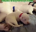 Small Photo #11 Dogo Argentino Puppy For Sale in PINEVILLE, MO, USA