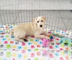 Small #1 Schnoodle (Miniature)