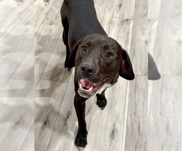 Medium Photo #5 Labbe Puppy For Sale in Brewster, NY, USA