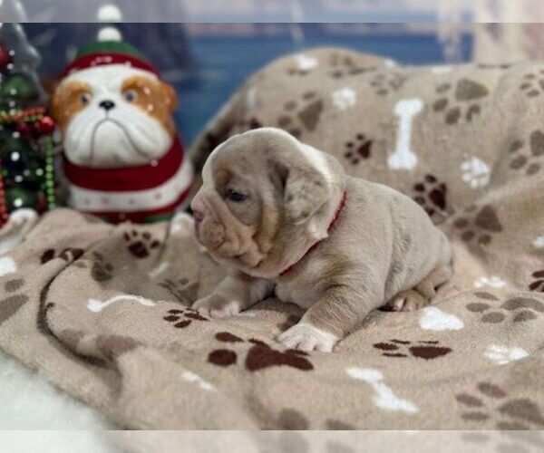 Medium Photo #3 English Bulldog Puppy For Sale in OOLOGAH, OK, USA