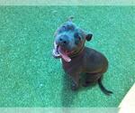 Small American Staffordshire Terrier Mix