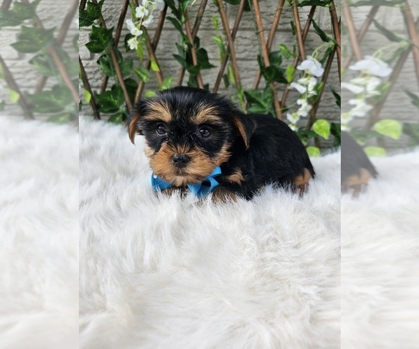 Medium Photo #3 Yorkshire Terrier Puppy For Sale in INDIANAPOLIS, IN, USA
