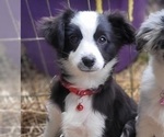 Small Photo #1 Miniature Australian Shepherd Puppy For Sale in ADAIR VILLAGE, OR, USA