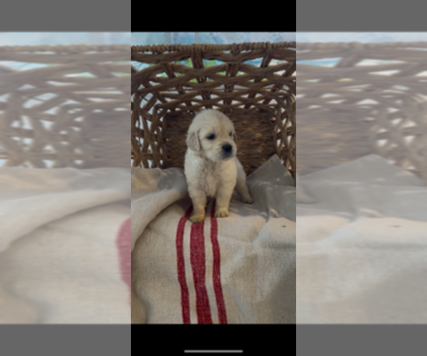 Medium Photo #8 Golden Retriever Puppy For Sale in MERCED, CA, USA