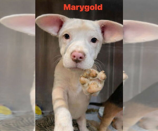 Medium Photo #2 Mutt Puppy For Sale in Foristell, MO, USA