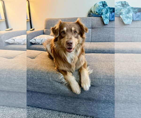 Medium Photo #4 Australian Shepherd Puppy For Sale in GILBERTS, IL, USA