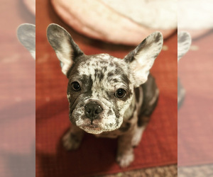 French Bulldog Puppy for Sale in CUMMING, Georgia USA