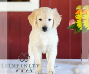 Golden Retriever Puppy for sale in MANHEIM, PA, USA