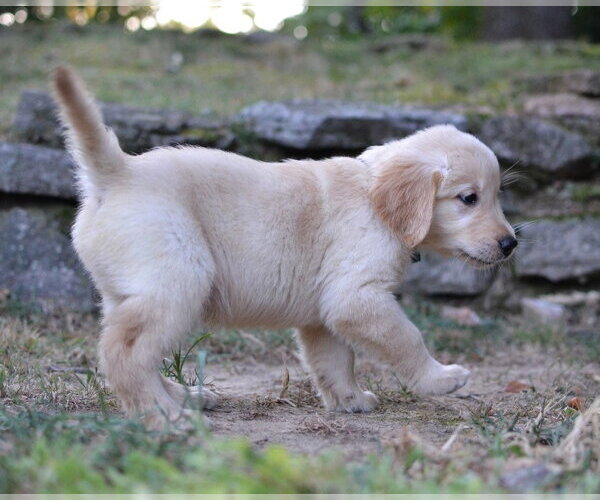 Medium Photo #2 Golden Retriever Puppy For Sale in Enfield, CT, USA