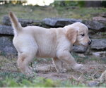 Small #1 Golden Retriever