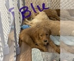 Small Photo #3 Goldendoodle Puppy For Sale in ROSEBURG, OR, USA