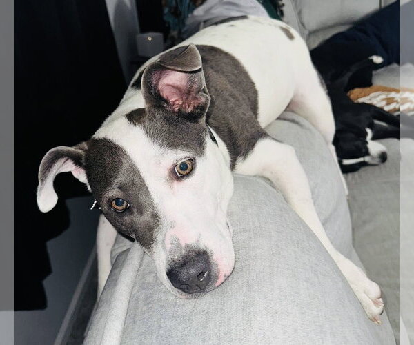 Medium Photo #31 American Pit Bull Terrier-Unknown Mix Puppy For Sale in Germantown, OH, USA