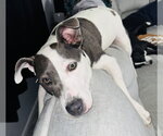 Small #30 American Pit Bull Terrier Mix
