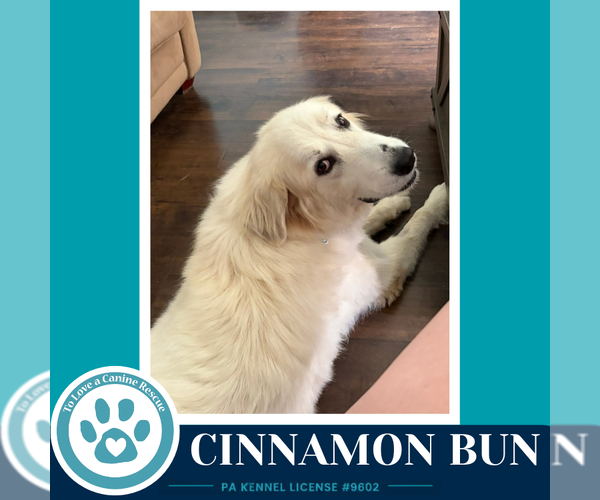 Medium Photo #2 Great Pyrenees Puppy For Sale in Kimberton, PA, USA