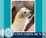 Small #1 Great Pyrenees
