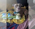 Small #2 American Pit Bull Terrier