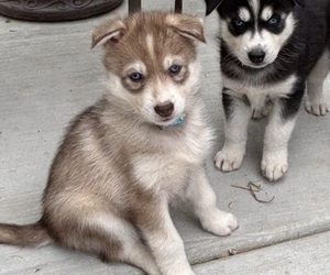 Siberian Husky Puppy for sale in WORTHINGTON, KY, USA