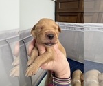 Puppy Orange Axel Golden Retriever