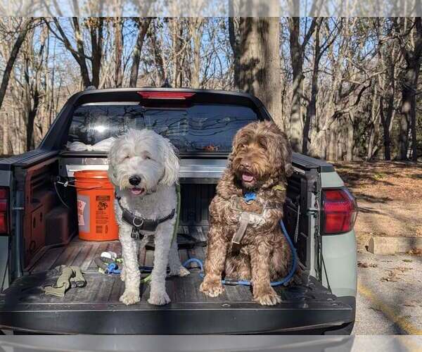 Medium Photo #2 Portuguese Water Dog Puppy For Sale in Landenberg, PA, USA