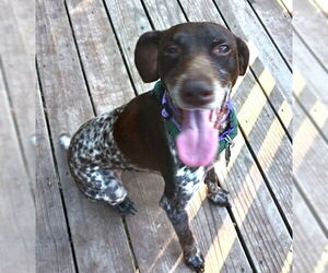 German Shorthaired Pointer Dogs for adoption in Menlo Park, CA, USA