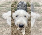 Small Old English Sheepdog