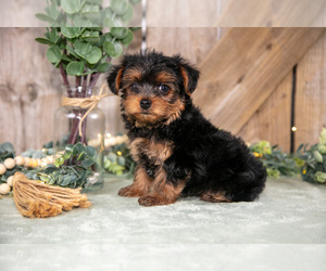 Medium Yorkshire Terrier