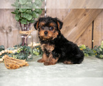 Puppy Tasha Yorkshire Terrier