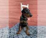Small Photo #2 Doberman Pinscher Puppy For Sale in FREDERICKTOWN, MO, USA