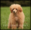 Small Photo #51 Poodle (Miniature) Puppy For Sale in COPPOCK, IA, USA